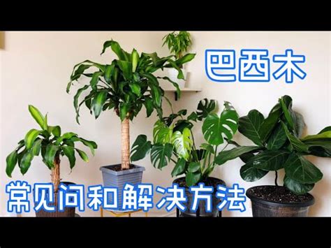 巴西鐵樹種植方法|巴西鐵樹:形態特徵,生長環境,分布範圍,主要價值,栽培。